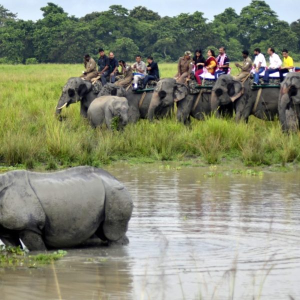 Kaziranga: Tourists riding on elephants watch a one-horned rhinoceros during an elephant safari in Kaziranga national park in Assam on Oct 1, 2016. The world famous Kaziranga National Park has reopened for tourists on today. (Photo: IANS)