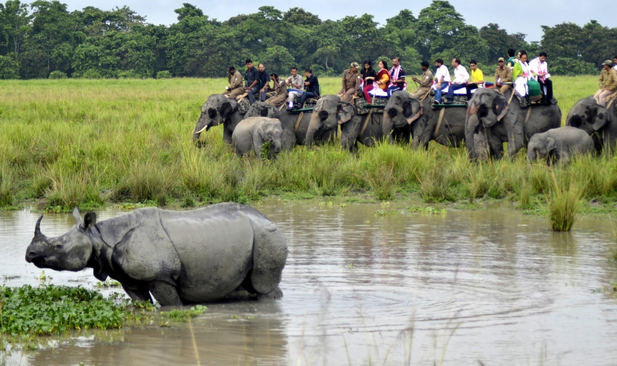 Kaziranga: Tourists riding on elephants watch a one-horned rhinoceros during an elephant safari in Kaziranga national park in Assam on Oct 1, 2016. The world famous Kaziranga National Park has reopened for tourists on today. (Photo: IANS)