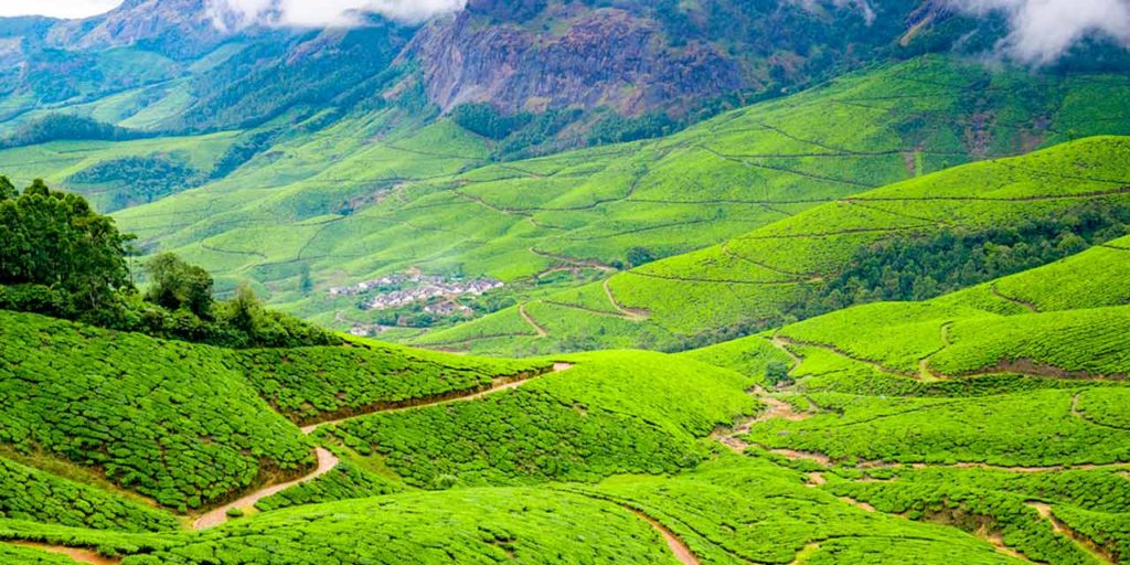 tea estate, kolukkumalai